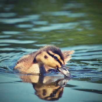 Small ducks on a pond. Fledglings mallards.(Anas platyrhynchos)