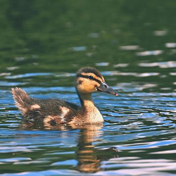 Small ducks on a pond. Fledglings mallards.(Anas platyrhynchos)