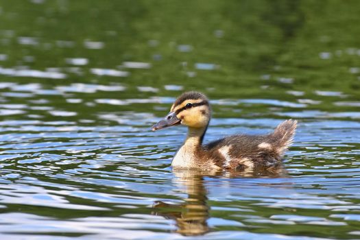 Small ducks on a pond. Fledglings mallards.(Anas platyrhynchos)