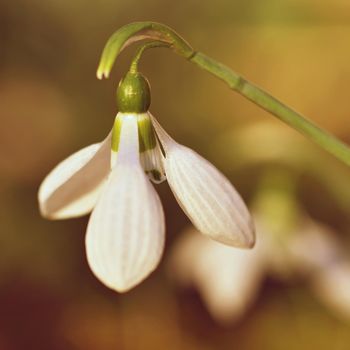 Spring flowers - snowdrops. Beautifully blooming in the grass at sunset. Amaryllidaceae - Galanthus nivalis