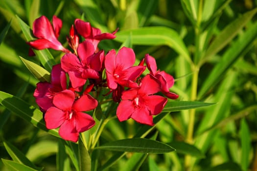 Beautiful flowering red oleander. A poisonous, nice plant in the Mediterranean.
(Nerium oleander)