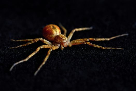Predatory spider isolated on black background