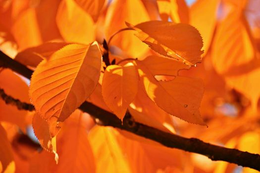 Colorful foliage in the autumn park. Concept for colorful seasonal nature background in autumn time.