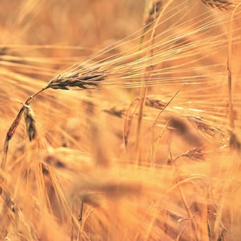 Beautiful detail of corn grown on field. Background and concept for agriculture and nature.