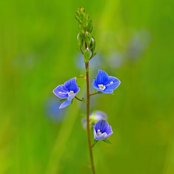 Beautiful color shot of blue small flower in grass. Close-up view in nature.