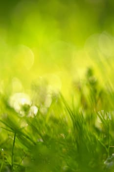 Beautiful natural background of green grass and sun.  Seasonal concept for spring and morning in nature.