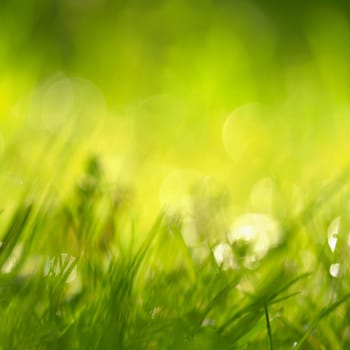 Beautiful natural background of green grass and sun.  Seasonal concept for spring and morning in nature.