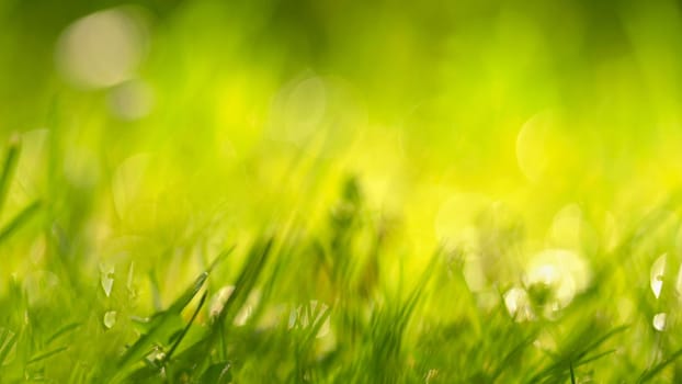 Beautiful natural background of green grass and sun.  Seasonal concept for spring and morning in nature.