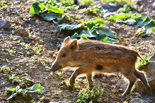 Beautiful little pigs wild in nature. Wild boar. Animal in the forest