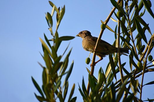 Bird in olive grove