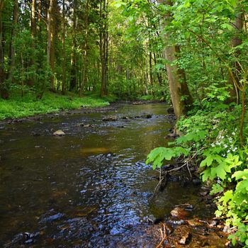 Beautiful nature with a river of rocks and forest. Outdoor colorful background with water.