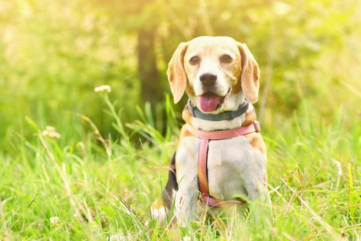 Beagle. A beautiful shot of a dog in the grass.