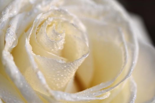 White Rose. Beautiful flower and macro shot with water drops.