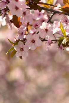 Spring flowers. Beautifully blossoming tree branch. Cherry - Sakura and sun with a natural colored background.