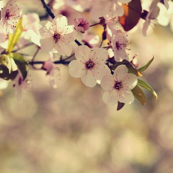 Spring flowers. Beautifully blossoming tree branch. Cherry - Sakura and sun with a natural colored background.