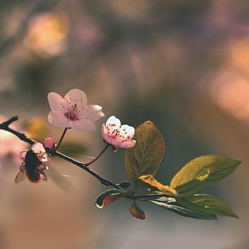 Spring flowers. Beautifully blossoming tree branch. Cherry - Sakura and sun with a natural colored background.