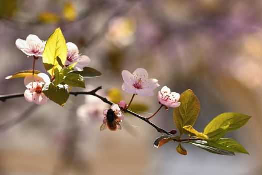 Spring flowers. Beautifully blossoming tree branch. Cherry - Sakura and sun with a natural colored background.