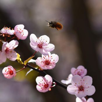 Spring flowers. Beautifully blossoming tree branch. Cherry - Sakura and sun with a natural colored background.