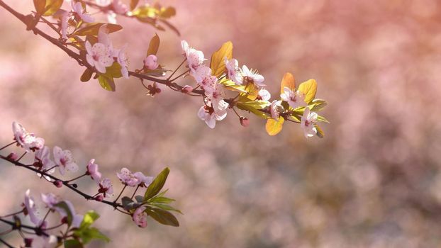 Spring flowers. Beautifully blossoming tree branch. Cherry - Sakura and sun with a natural colored background.