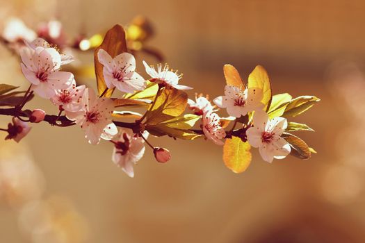 Spring flowers. Beautifully blossoming tree branch. Cherry - Sakura and sun with a natural colored background.