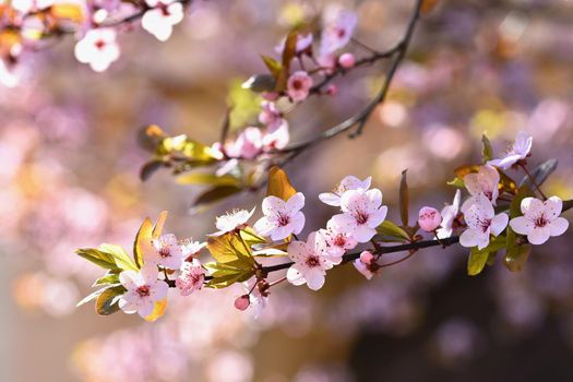 Spring flowers. Beautifully blossoming tree branch. Cherry - Sakura and sun with a natural colored background.