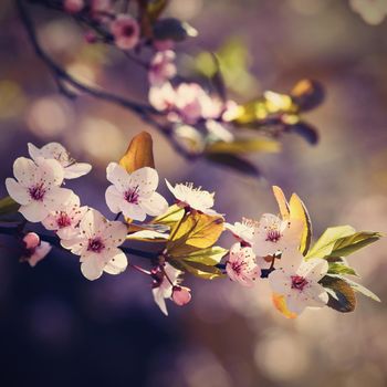 Spring flowers. Beautifully blossoming tree branch. Cherry - Sakura and sun with a natural colored background.