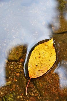 Autumn. A beautiful colorful leaf in the creek. Natural seasonal colored background