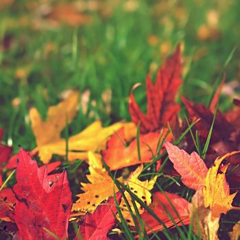 Autumn. Natural seasonal colored leaves. Colorful foliage in the park.