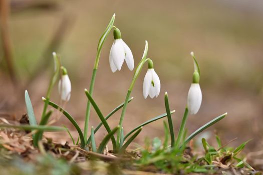 Spring flowers - snowdrops. Beautifully blooming in the grass at sunset. Amaryllidaceae - Galanthus nivalis