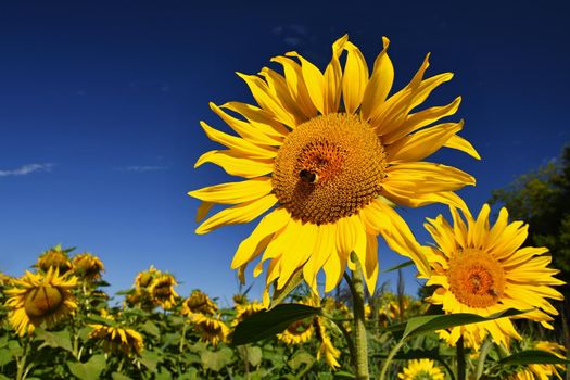 Sunflowers blooming in farm - field with blue sky Beautiful natural colored background. Nature.