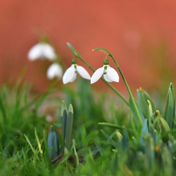 Snowdrops spring flowers. Beautifully blooming in the grass at sunset. Delicate Snowdrop flower is one of the spring symbols. (Amaryllidaceae - Galanthus nivalis)