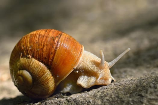 Beautiful snail with shell in nature. Natural colorful background with sun