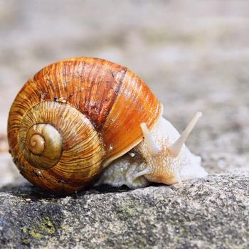 Beautiful snail with shell in nature. Natural colorful background with sun