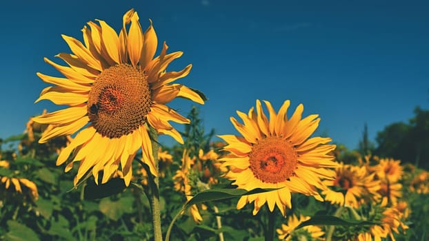 Flower Sunflowers. Blooming in farm - field with blue sky. Beautiful natural colored background.