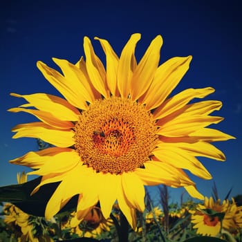 Flower Sunflowers. Blooming in farm - field with blue sky. Beautiful natural colored background.