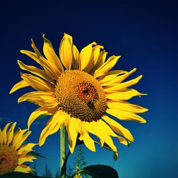 Flower Sunflowers. Blooming in farm - field with blue sky. Beautiful natural colored background.