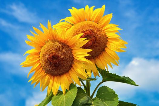 Beautiful blossoming sunflowers with blue sky in the background. Traditional concept for summer and flowers.