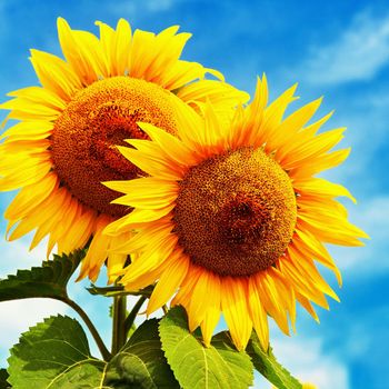 Beautiful blossoming sunflowers with blue sky in the background. Traditional concept for summer and flowers.