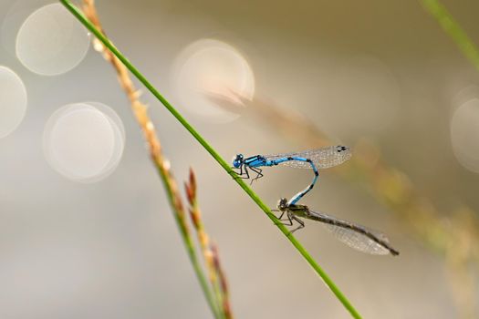Mating of two dragonflies. Sitting insects on a blade of grass at sunset. Concept - animals - nature.