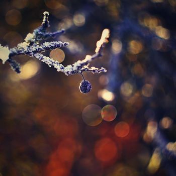 A beautiful magic shot with an old manual lens. Blackthorn with beautiful abstract color background.