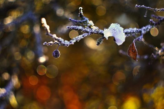 A beautiful magic shot with an old manual lens. Blackthorn with beautiful abstract color background.