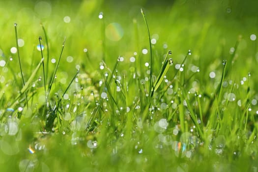 Spring. Beautiful natural background of green grass with dew and water drops. Seasonal concept - morning in nature.