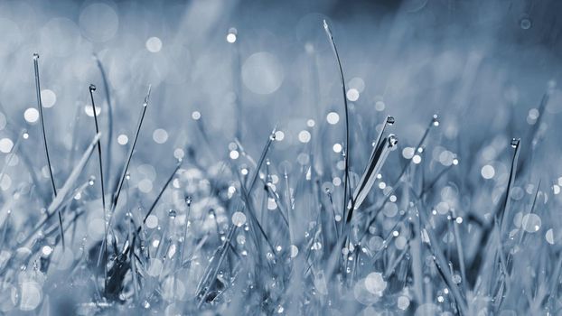 Spring. Beautiful natural background of green grass with dew and water drops. Seasonal concept - morning in nature.