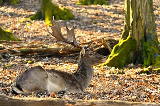 Beautiful animal in a wild  nature. Fallow deer (Dama dama) Colorful natural background