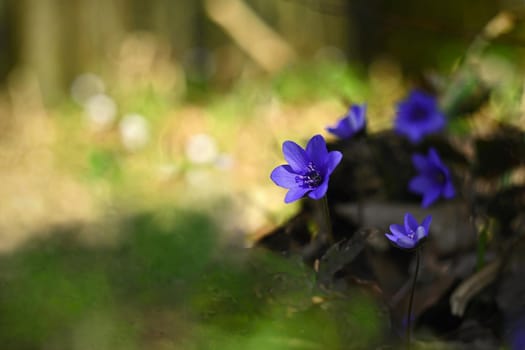 Spring flower. Beautiful blooming first small flowers in the forest. Hepatica. (Hepatica nobilis)