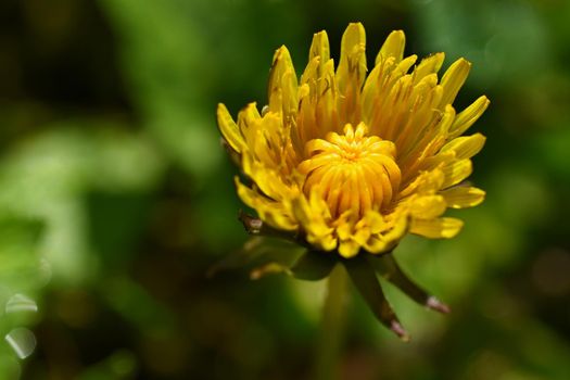 Beautiful natural background of green grass and dandelion flower with sun. Springtime. Seasonal concept for spring and morning in nature.