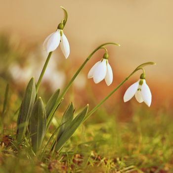 Spring flowers - snowdrops. Beautifully blooming in the grass at sunset. Amaryllidaceae - Galanthus nivalis