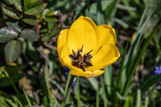 yellow tulip flower with stigma and stamens