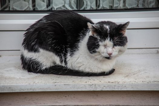 black and white cat sunbathes on the windowsill