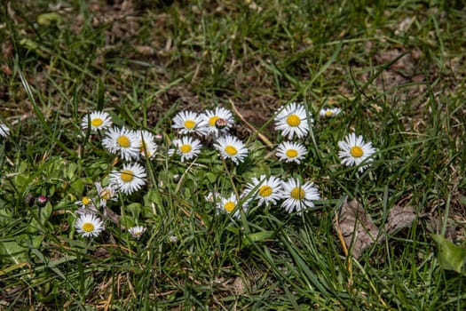 blooming daisies on a green meadow